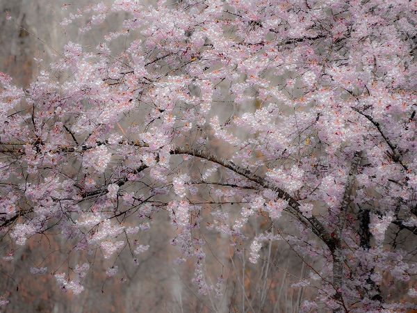 Gulin, Sylvia 아티스트의 USA-Washington State-Fall City-Springtime cherry trees blooming along Snoqualmie River작품입니다.